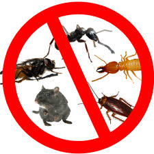 DIY Pest Control: When You Should and Shouldn’t Attempt It post thumbnail image