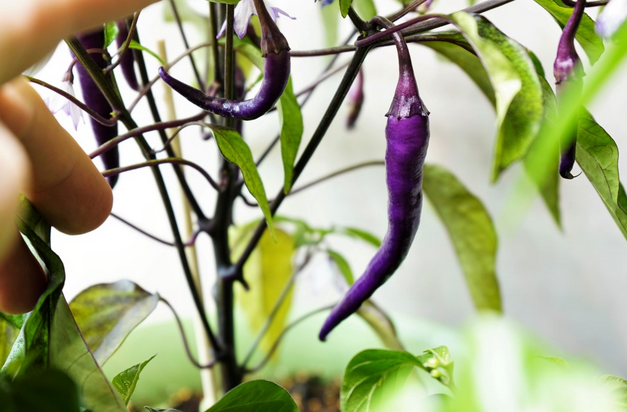 Purple Cayenne Pepper in Traditional and International Cuisine post thumbnail image