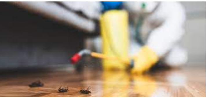 DIY Pest Control: Harmless and Successful Methods post thumbnail image