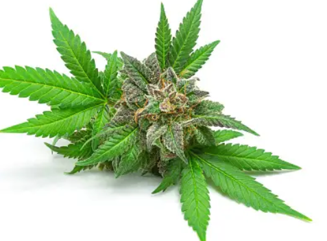 CBD Hemp Flower: Your Natural Stress Reliever post thumbnail image