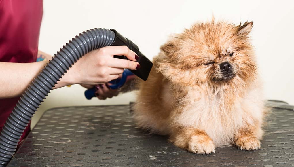Dog Grooming Revolution: The Latest in Dog Blow Dryer Technology post thumbnail image