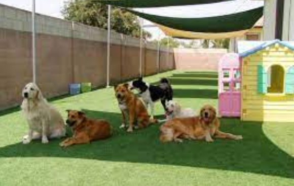 Choosing the Best Dog boarding: Your Furry Friend’s Home Away from Home post thumbnail image