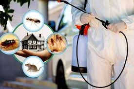DIY Pest Control: When You Ought To and Shouldn’t Attempt It post thumbnail image