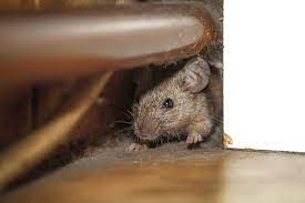 Efficient Rodent Control Solutions in Lacey, WA post thumbnail image