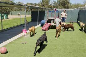 High quality Causes Of Getting Dog Boarding Providers For The Pets post thumbnail image